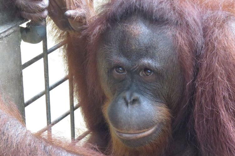 Yayasan BOS kembali melepasliarkan tujuh orangutan di Hutan Kehje Sewen Kutai Timur. (Gusti Nara / KOMPAS.com)