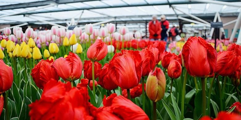 Bunga tulip khas Belanda dipamerkan di rumah kaca di Taman Bunga Keukenhof, Belanda. Bunga tulip adalah salah satu produk holtiklutura andalan dari Belanda. 
