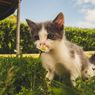 Kucing Makan Rumput, Ini Penyebab, Alasan, dan Cara Menanganinya.