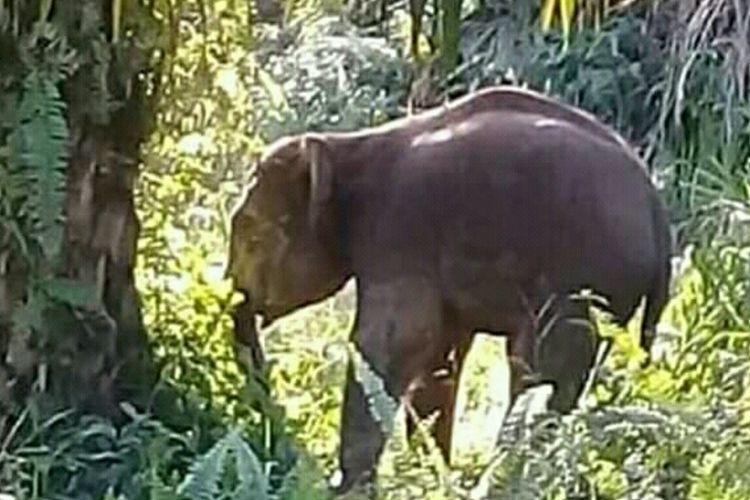 Seekor gajah liar yang keluar dari kawasan TNTN, mencari makan di perkebunan sawit.