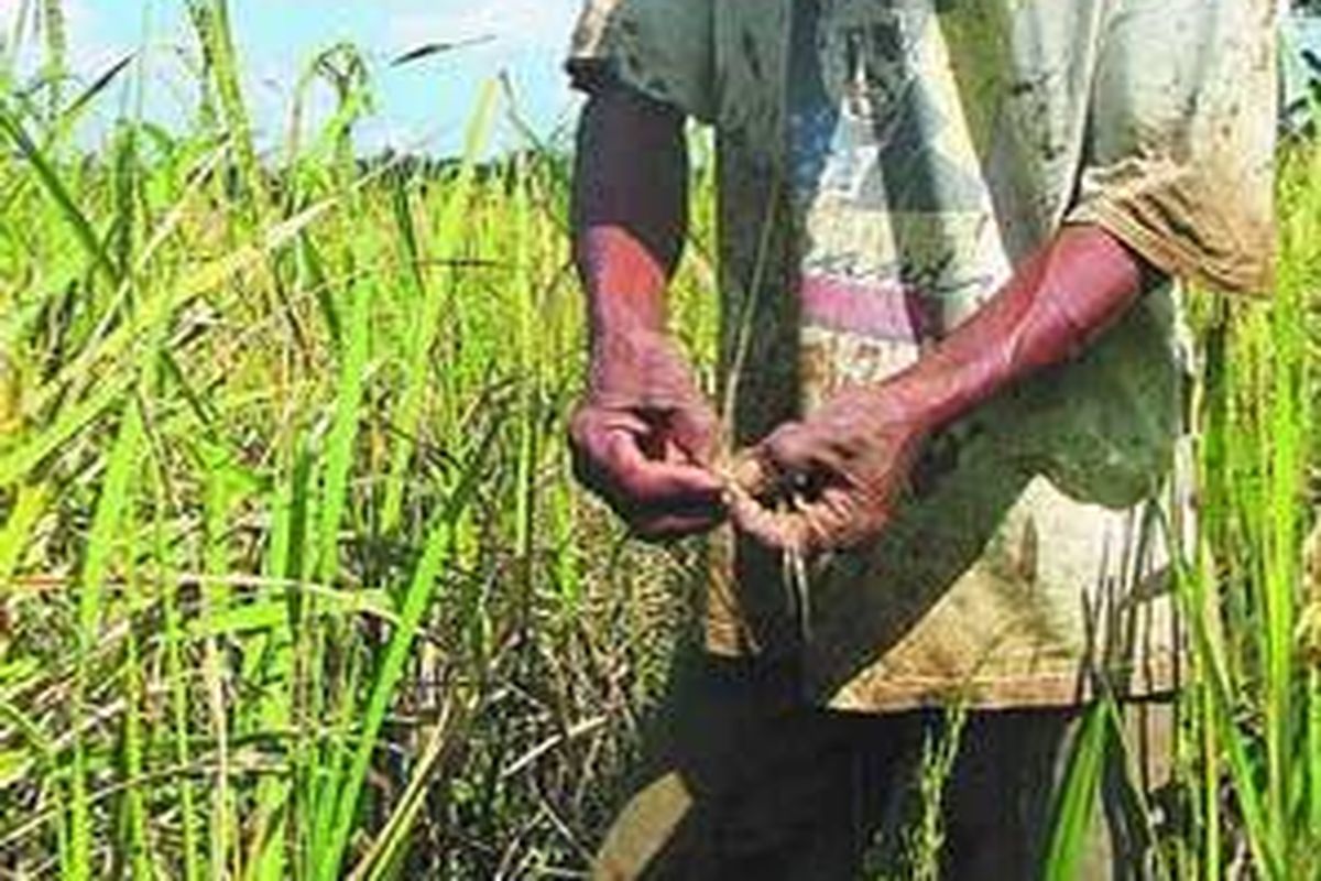 Seorang petani memperlihatkan bulir-bulir padi Super Toy HL-2 yang gagal panen di sawahnya di Desa Grabag, Kecamatan Grabag, Kabupaten Purworejo, Jateng, Jumat (5/9). Atas kegagalan itu, petani menuntut ganti rugi kepada investor proyek, PT Sarana Harapan Indopangan sebesar total Rp 1,6 miliar.