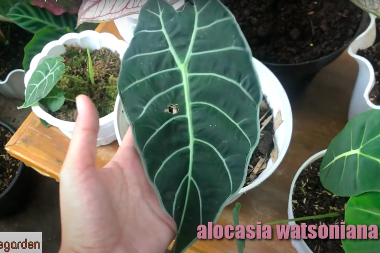 Alocasia Watsoniana memiliki daun bertekstur tipis, tekstur tulangnya seperti Amazonica yang jelas dan tegas, dengan pola pinggirannya tidak rapi dan cenderung acak.