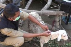 Sejumlah Domba Warga Probolinggo Mati Diserang Anjing Liar