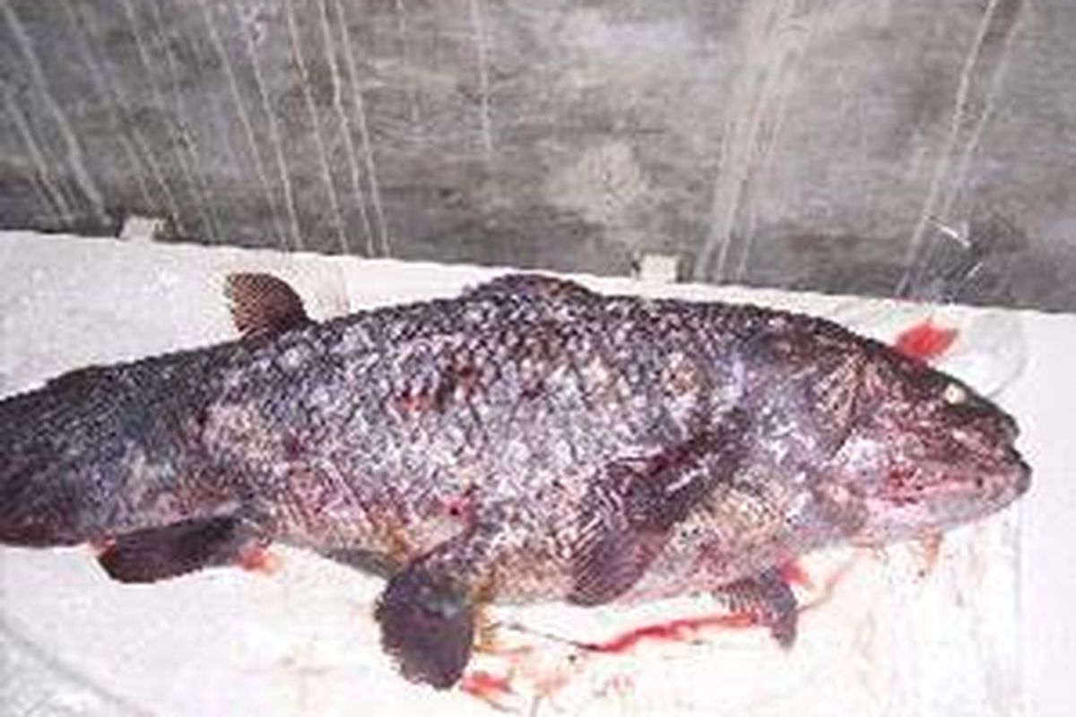 Seekor Ikan Purba Coelacanth (baca selakanh). 