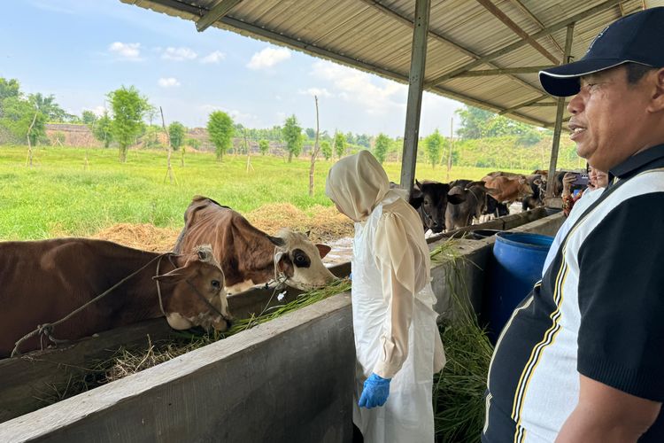 Khofifah Indar Parawansa saat berkunjung di kandang sapi milik H. Misbahul Munir di Desa Cobanjoyo, Kecamatan Kejayan, Kabupaten Pasuruan, Jawa Timur, Kamis (09/01/2025) 