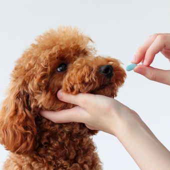 Ilustrasi anjing minum obat, Ilustrasi memberikan obat pada anjing peliharaan.