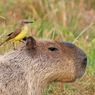Di 4 Kebun Binatang Ini Bisa Ketemu Kapibara 