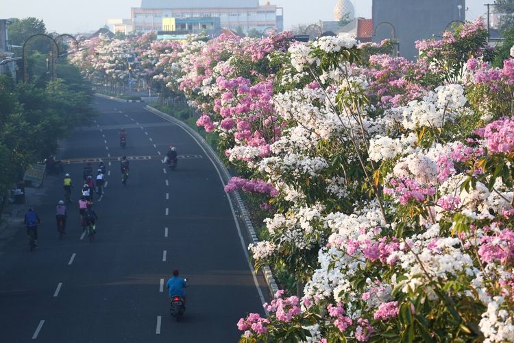 Bunga tabebuya bermekaran di sejumlah jalan protokol di Kota Surabaya, Jawa Timur.