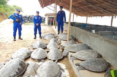 Polisi Gagalkan Penjualan 148 Penyu yang Akan Digunakan untuk Kegiatan Keagamaan