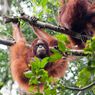 Over 23,000 Orangutans Live in Indonesia’s Central Kalimantan Forests