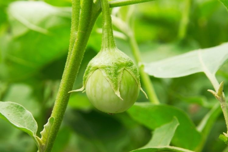 Tanaman terong gelatik, terong lalap