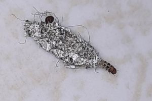 8 Cara Mengusir Kamitetep yang Banyak Bermunculan di Musim Hujan