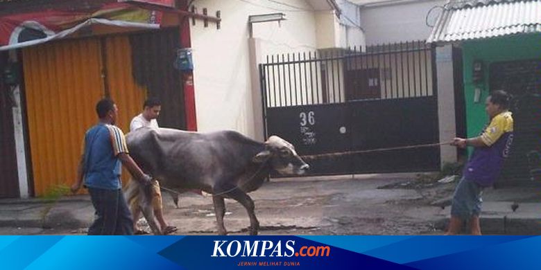 Harga Sapi Jatuh Disuruh Ternak Kambing