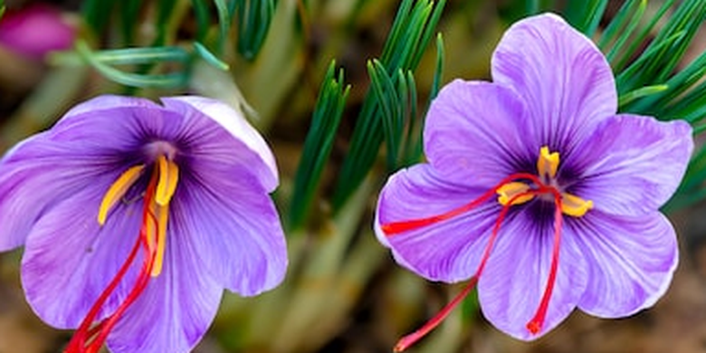 Cara Mudah Menanam Safron Rempah Rempah Berkhasiat Asal Iran