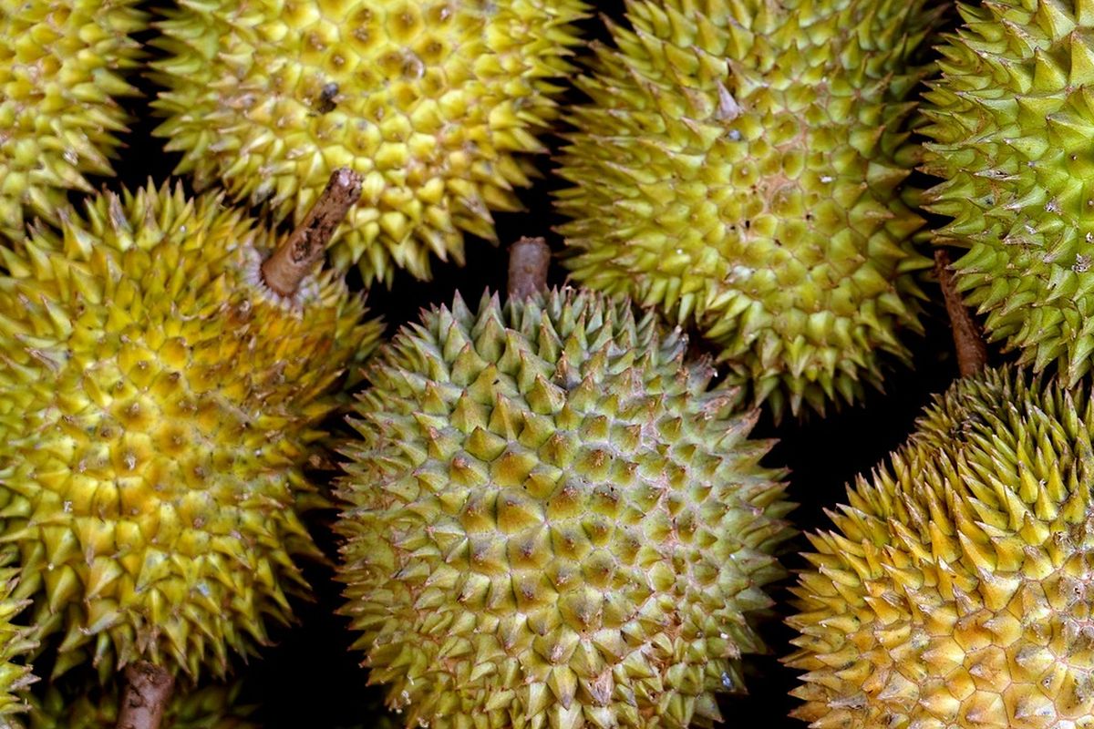 Ilustrasi buah durian. 