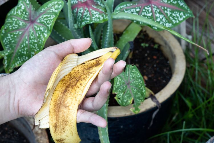 Ilustrasi kulit pisang untuk pupuk tanaman. 