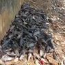 Selain Ribuan Ikan Sapu-sapu Mati, Warga Temukan Jeroan Ternak di Kali Baru