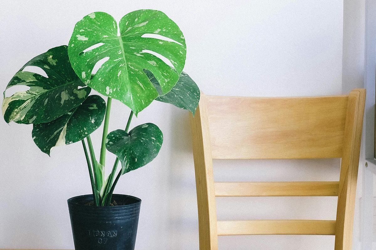 Tanaman monstera.