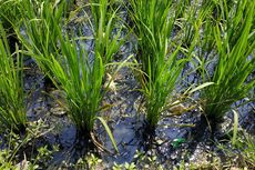 Cemaran Kali Bahagia Mengalir ke Sawah, Produksi Beras Warga Menyusut