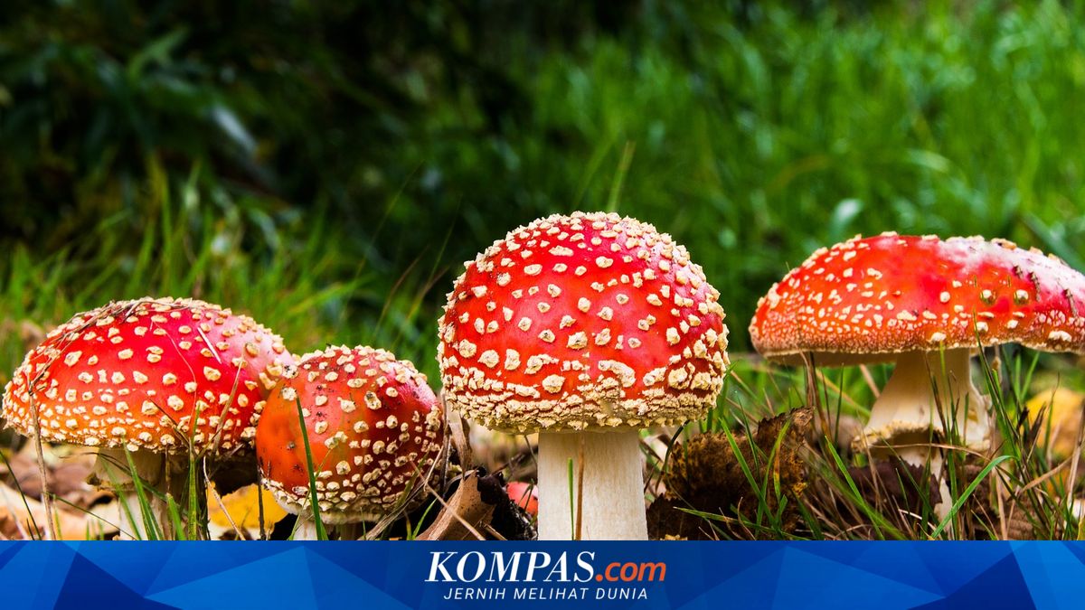 Niat Santap Jamur Langka, Pasutri Ini Malah Keracunan dan Dilarikan ke RS
