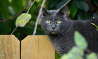 Kenapa Kucing Rumahan Hidup Lebih Lama daripada Kucing Liar?