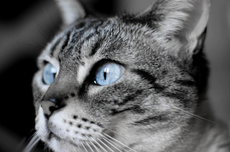 Mata Kucing Berselaput Tanda Masalah Kesehatan, Ini Cara Mengobatinya