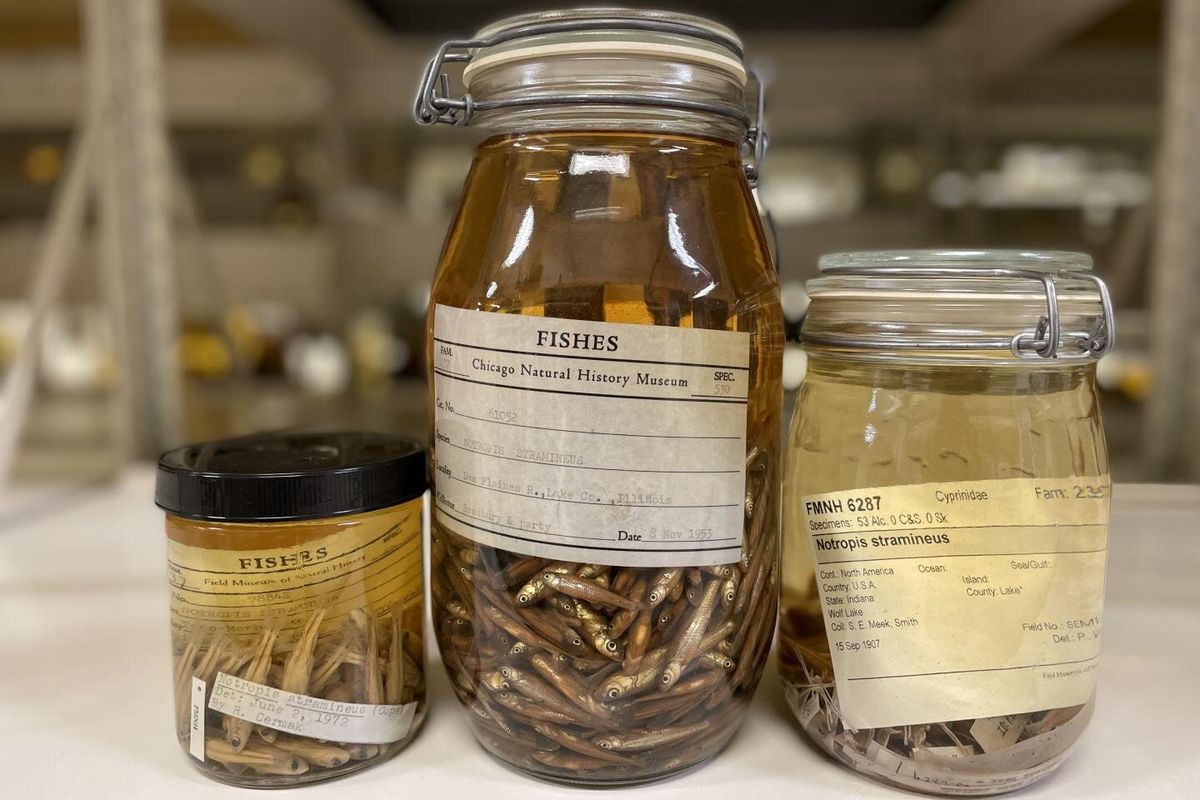 Koleksi ikan sand shiner di Field Museum yang dikumpulkan dari tahun 1907. Koleksi digunakan untuk studi mengenai mikroplastik. 

