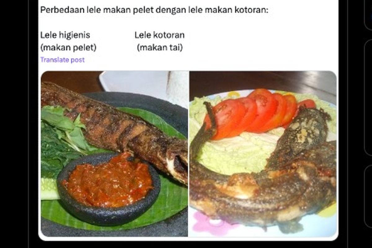 Tangkapan layar soal lele diberi pakan pelet dan kotoran ketika digoreng.