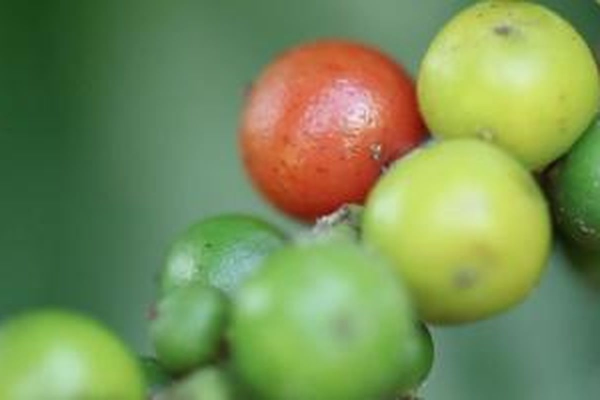 Lada asal Sulawesi Selatan dikenal berkualitas tinggi, ukuran lebih besar dan harum.