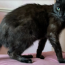 Hilang 8 Bulan, Kucing Ditemukan karena Suara Mengeong di Telepon