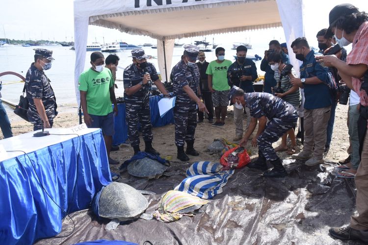 Pangkalan TNI Angkatan Laut (Lanal) Denpasar berhasil menggagalkan penyelundupan 32 ekor Penyu Hijau (Chelonia Mydas) di Pantai Serangan Denpasar.