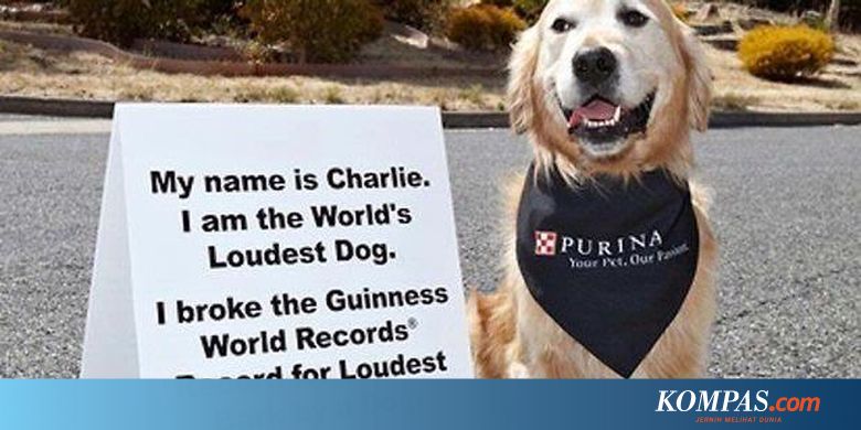 Anjing Ini Menggonggong Paling Keras Di Dunia