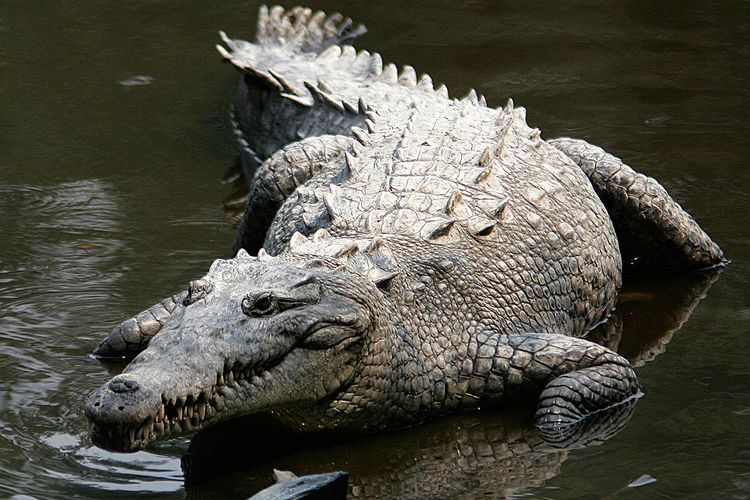 Buaya Amerika (Crocodylus acutus) adalah spesies buaya yang dapat beradaptasi di lingkungan ekstrem. Dalam sebuah studi, buaya ini dapat berkembang biak di sungai beracun, yakni di Sungai Tarcoles, Kosta Rika.