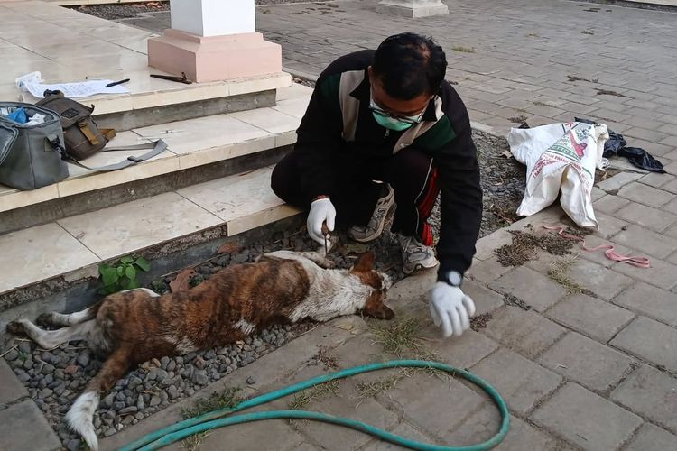 3 Orang Meninggal akibat Rabies di Buleleng, 6.530 Kasus Gigitan Hewan Tercatat