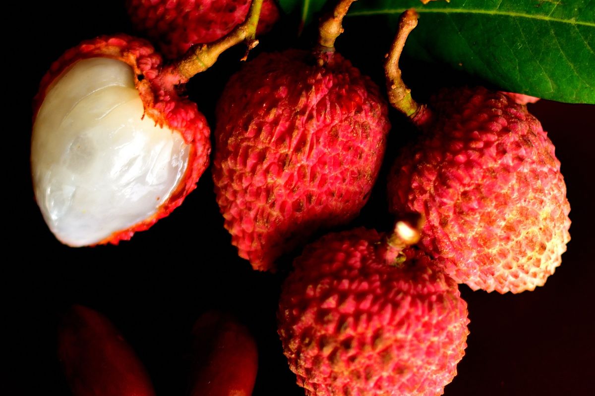 Ilustrasi buah leci, lychee.