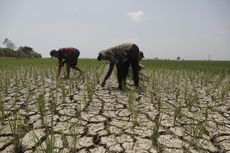 Berkat AUTP, Petani Rancaekek Bisa Klaim Pengganti Modal dan Langsung Tanam Lagi