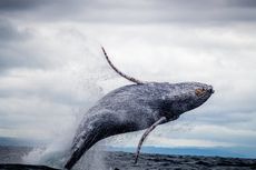 7 Ikan Paus Terbesar di Dunia