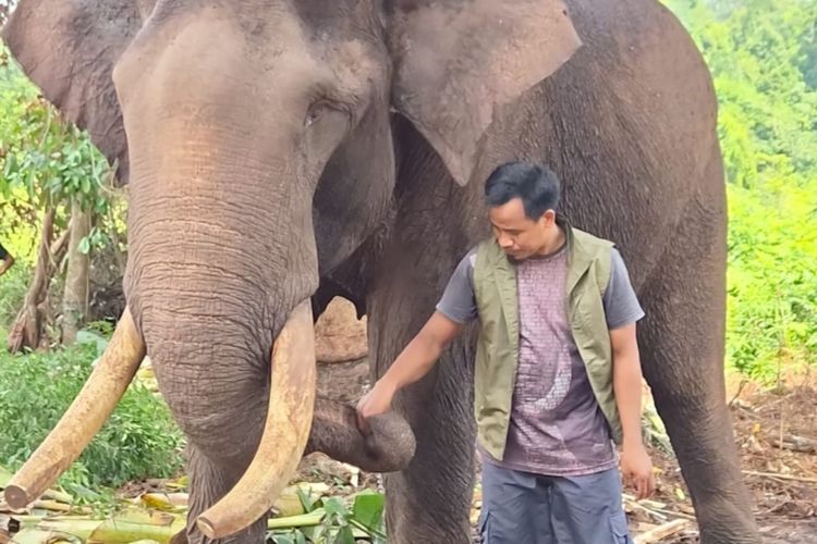 Gajah Indro Mati, Gajah Sumatera di Tesso Nilo Tersisa 147 Ekor