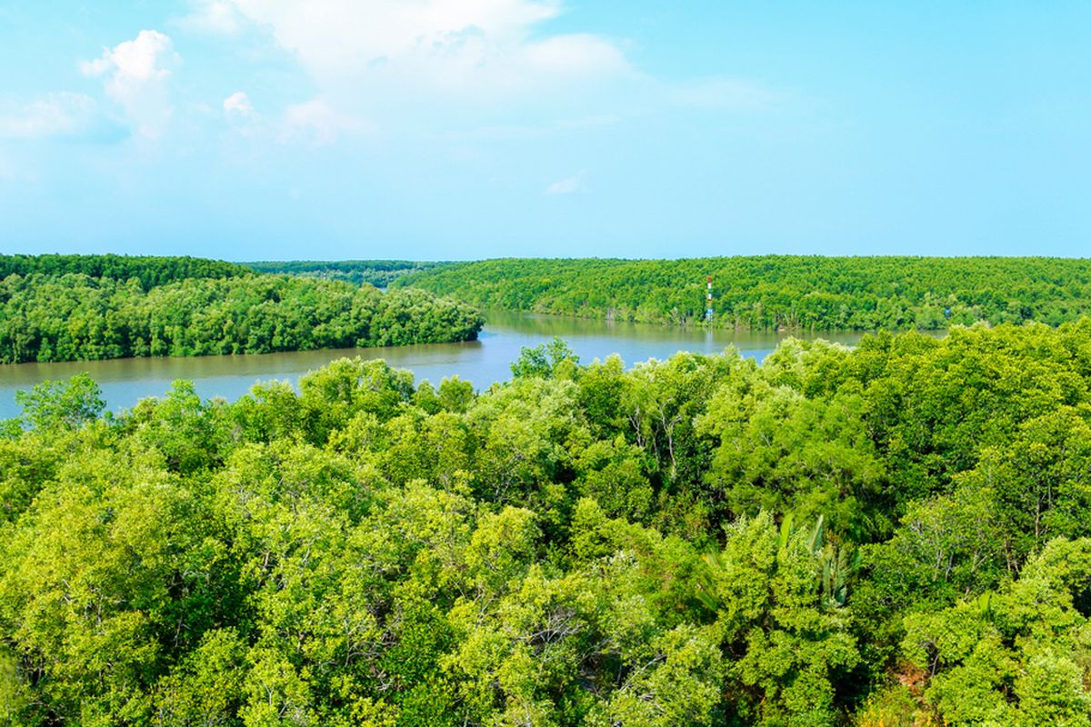 Ilustrasi hutan mangrove