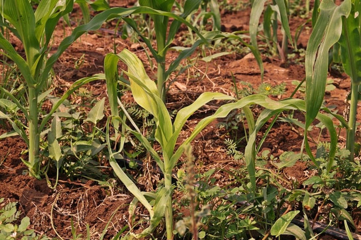 Ilustrasi tanaman jagung yang kerdil karena terkena penyakit bulai. 