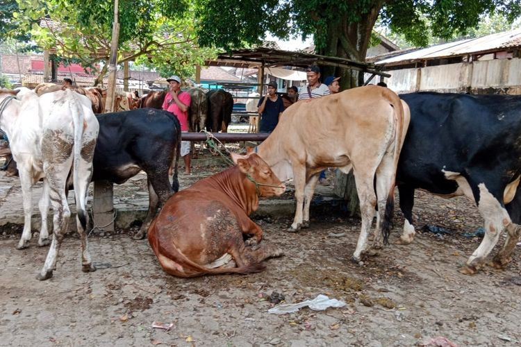 Sapi di Pasar Hewan Ajibarang, Kabupaten Banyumas, Jawa Tengah, Rabu (11/5/2022).