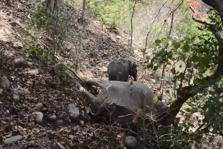 Potongan gambar video yang memperlihatkan seekor anak gajah tidak berpisah dari induknya yang sudah mati di Uttarakhand, India.