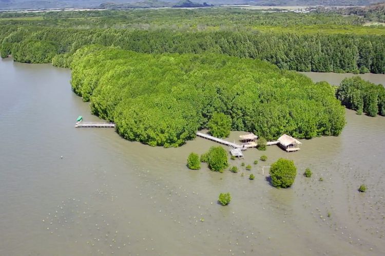 Foto : Kawasan Mangrove Nanga Rasok di Desa Golo Sepang, Kecamatan Boleng, Kabupaten Manggarai Barat. 