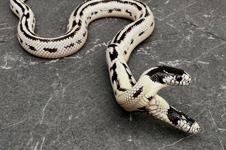 Foto : Ular Berkepala Dua Bisa Tumbuh Sehat walau Satu Kepala Tidak Makan