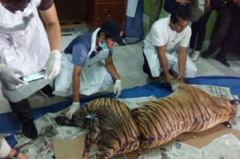 Harimau Sumatera yang Mati Terjerat Mengandung Sepasang Anak