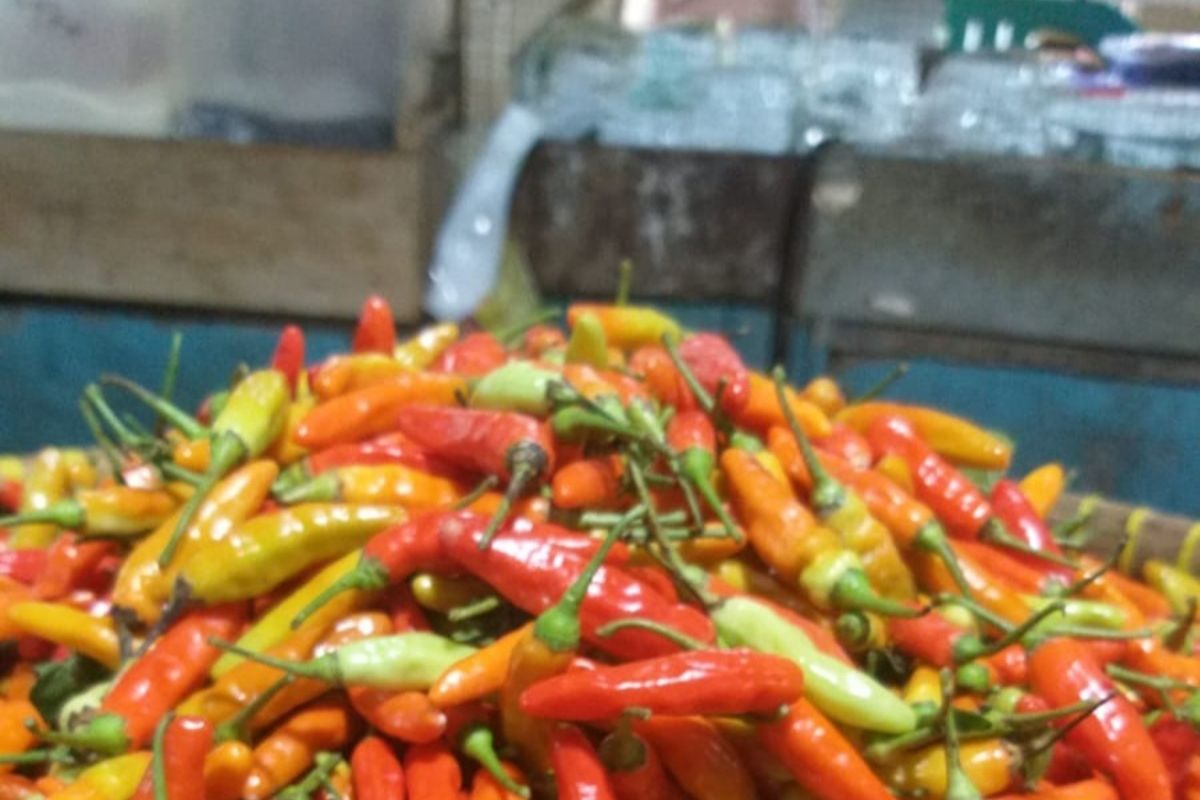 Salahsatu kios di Pasar Cikurubuk, Kota Tasikmalaya, Jawa Barat, menjual cabai jenis Domba yang ditumpuk dalam sebuah wadah pada Minggu (9/3/2025).