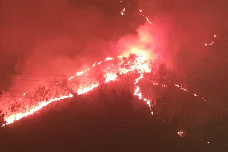 Hutan di Gunung Gundil Desa Klatakan, Kecamatan Kendit, Kabupaten Situbondo, Provinsi Jawa Timur terbakar dan 15 hektar lahan hangus pada Senin (1/8/2023).