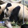 Panda Terakhir di Jepang Akan Berangkat ke China