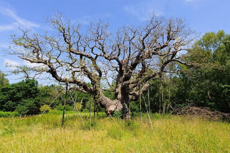 Berusia 1.200 Tahun, Pohon Robin Hood di Sherwood Forest Mati
