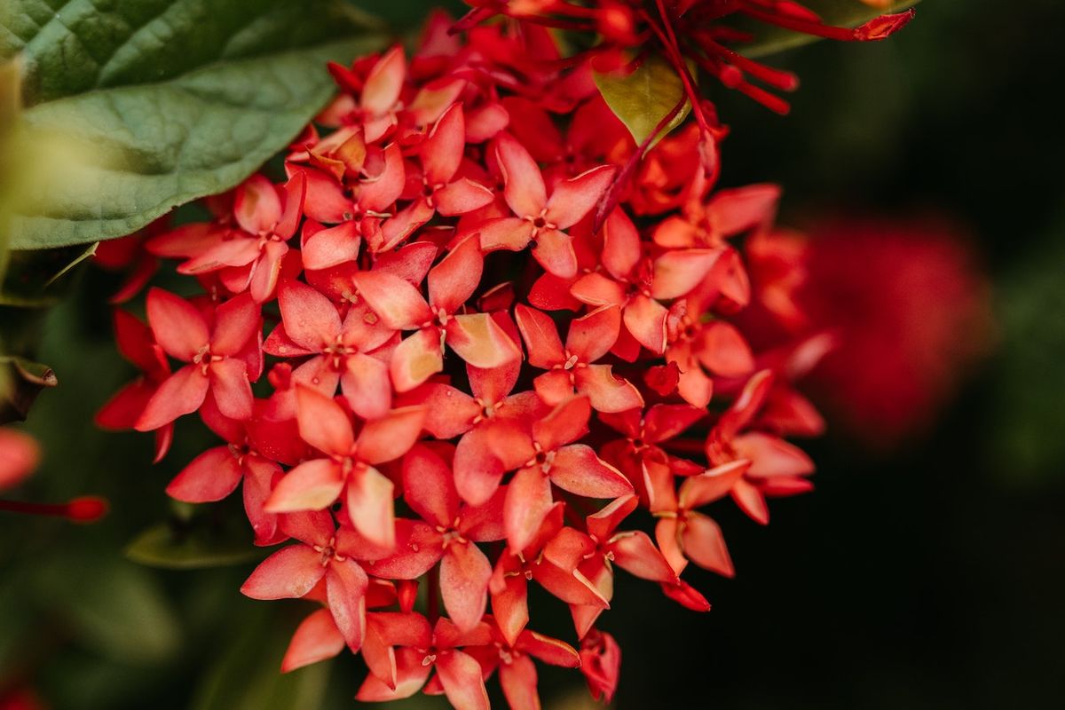 Ilustrasi bunga soka atau ixora berwarna merah.